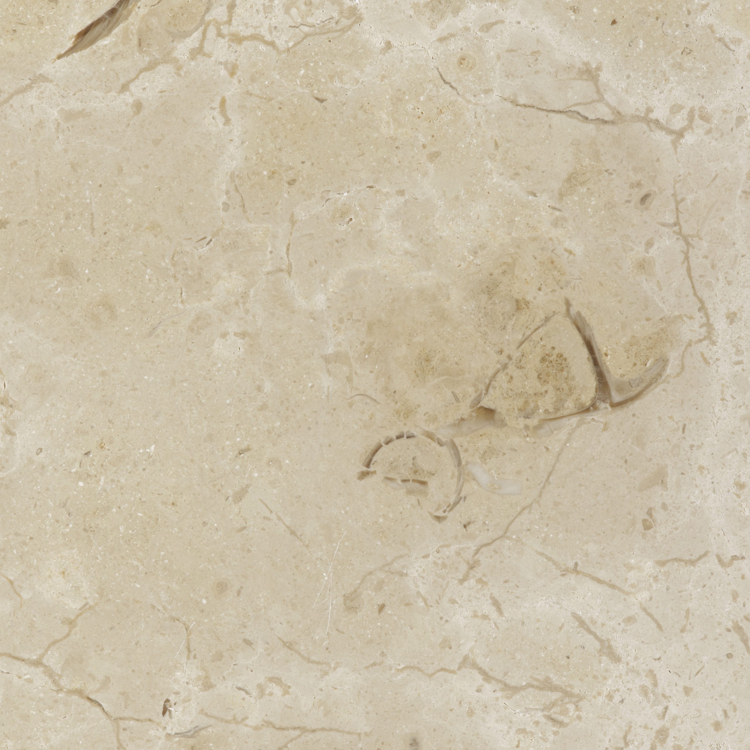 Giallo d'Istria Beige Shells, polished